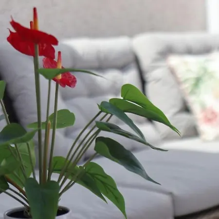 Appartement Penthouse Und Arbeiten Torrevieja